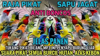 Download lagu INI BARU 100%  SAPU JAGAT! SUARA PIKAT SEMUA BURUNG KECIL PALING AMPUH 2025 mp3