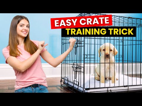 How to Crate Train Your Puppy : A Stress-Free Method Every Pet Parent Needs!