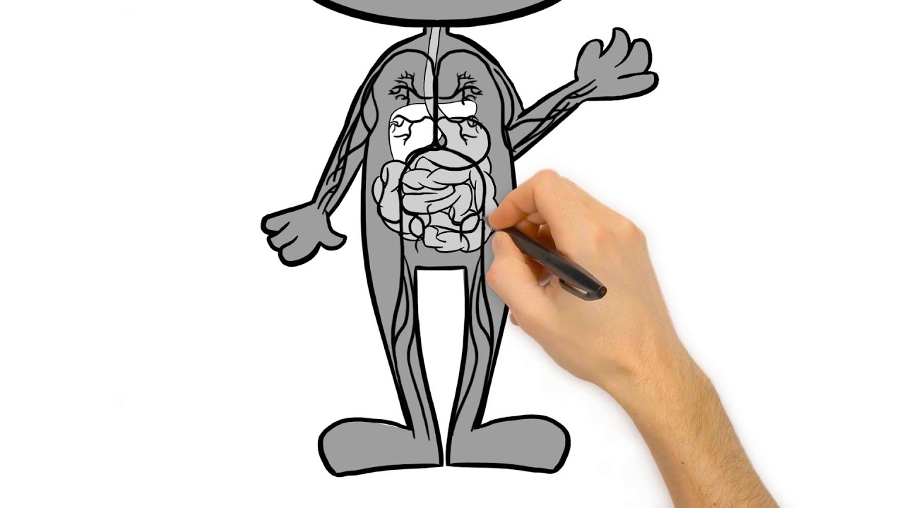 Sugar 101: Journey of a Sucrose Molecule
