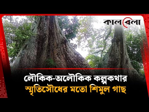 গাছ কাটতে গেলেই বের হয় নাক দিয়ে রক্ত, রহস্য কী? | Kurigram | Mysterious Tree | kalbela