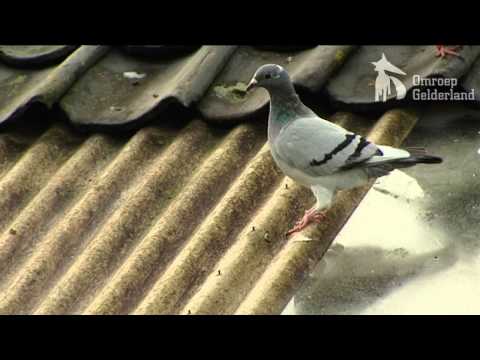 Reconstructie Henk Gerritsen - Moord op de duivenmelker