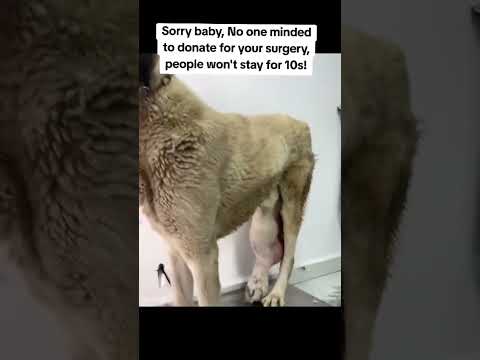 For any help consider donating link in bio to save a stray life in Los Angeles#usashorts#saveladogs