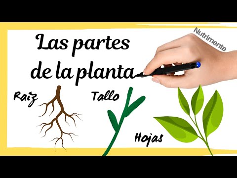 The PARTS of the PLANT [Root, Stem and Leaves]