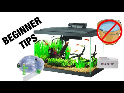 Aquarium Maintenance for Beginners