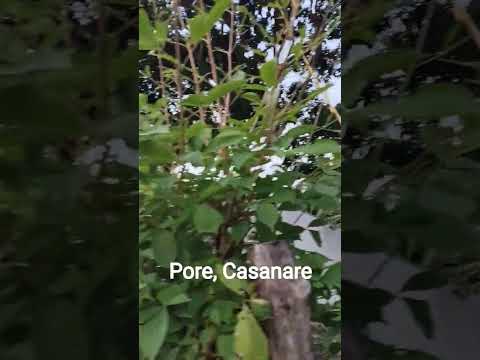 Pore, Casanare. Pueblo Criollo. #colombia #Alumbradonavideño #Casanare