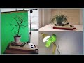 Lullatone - Houseplants While You are Away on Vacation