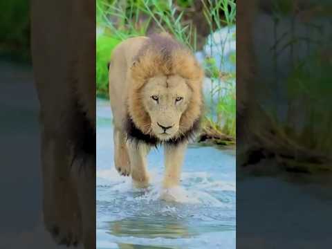 Teri Mitti ma mil Jawa #army #ssgcommando #pakarmyzindabad #ssg #armedforces