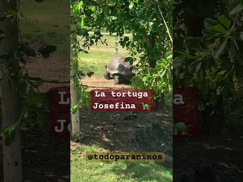 La tortuga Josefina - musica para niños #videosparaniños #cancionesinfantiles