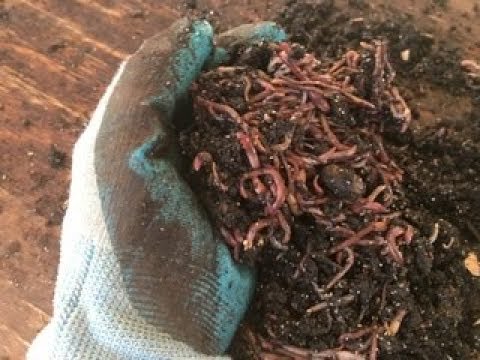 Easiest Worm Bin setup for maximum success and results. Listen to Nature!