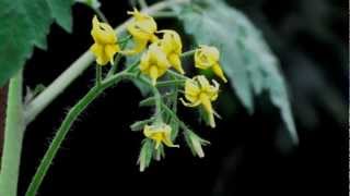 The Truck Trampers (Germany) - Fast Food