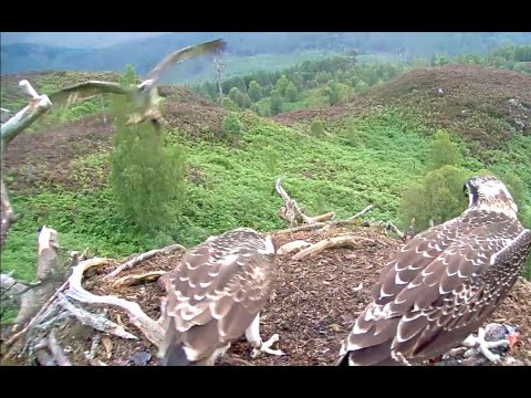 Louis delivers a second early breakfast to the Loch Arkaig Osprey nest 13 Aug 2020