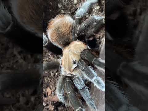 How to PINCH GRAB a tarantula #shorts #tarantula