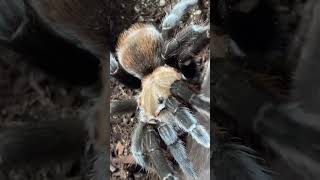 Download lagu How to PINCH GRAB a tarantula #shorts #tarantula mp3