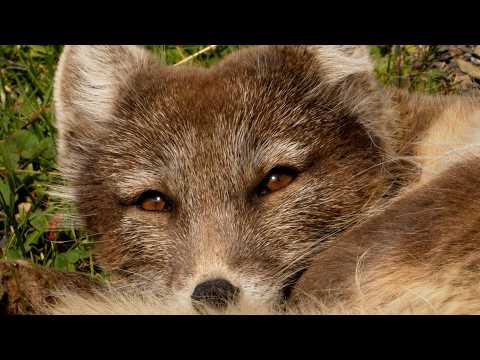 Arctic Fox's Fearless Hunt over Precarious Cliff Edge | 4K | Svalbard | Robert E Fuller