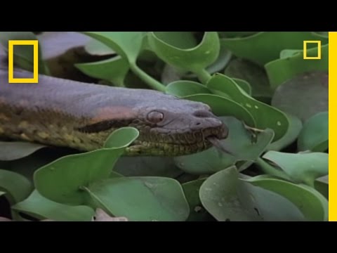 download lagu mp3 mp4 Breeding Ball, download lagu Breeding Ball gratis, unduh video klip Breeding Ball