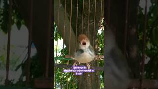 Download lagu prenjak bawah gacor mp3 Download lagu prenjak bawah gacor mp3