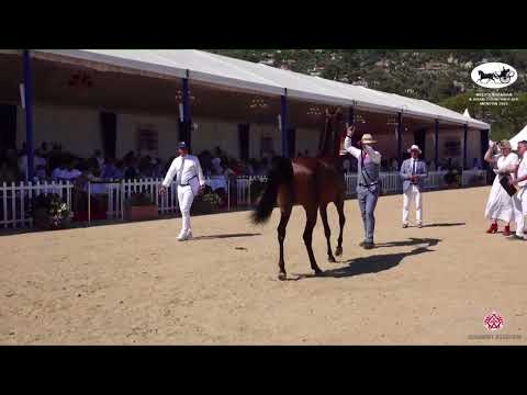 N 35 VDV MALIFICIENT   Mediterranean and Arab Countries AHC   Menton 2022   Fillies 2 Years Old Clas