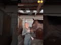 Horse Funny Horse Girl Shorts Cats Cute Trend Crazy Reels Women Dog
