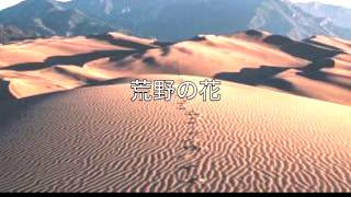 オリジナル曲/荒野の花⚠️イヤホン推奨
