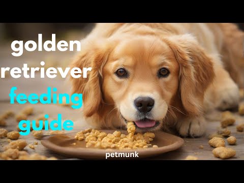 🐾 Golden Retriever Feeding Guide: Nourish Your Pup for a Lifetime of Wagging Tails! 🌟🍲