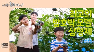 [나는농부다 253회]최고의 밤호박 모델 삼형제