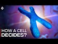 How Cells Decide Between X And Y Chromosomes? Explained