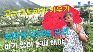 장마철 탄저병 관리와 성장억제로 고추 많이 열리는 방법 알려드립니다