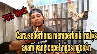 Download lagu Cara sederhana memperbaiki naf@s ayam yang cep4t ngos ngosa@n #infoAyam mp3