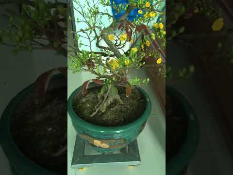 Mai vàng miền Bắc ngày 23 tháng chạp