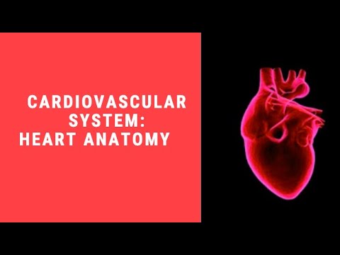 Cardiovascular System: Heart Anatomy Part 1