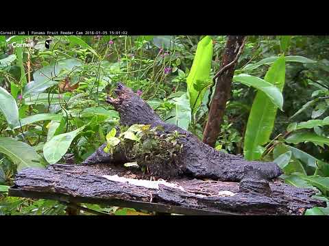 Black-chested Jay Makes Quick Trips To Panama Fruit Feeder – Jan. 5, 2018