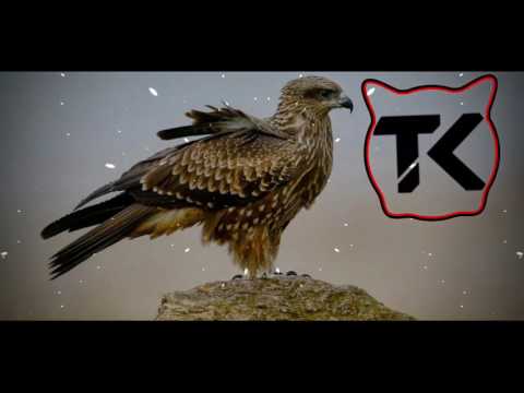 🎧 [TrapPardus] • Teriyaki Boyz - Tokyo Drift