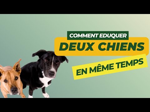 Comment éduquer deux chiens simultanément ? 🐶🤝🐶