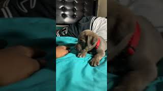 Fell Terrier Puppies Videos