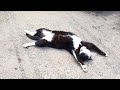 Tuxedo Cats Behavior Getting More Weird Funny Cats Videos 2025