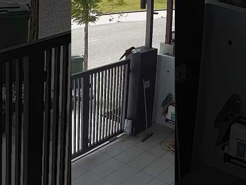 Cotton and his friends #pets #doglife #cute #friends #animals