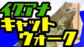 【ボビング♀】グリーンイグアナにキャットウォーク作ってみた【DIY】