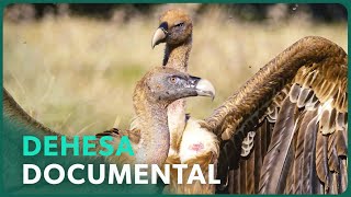 Thumbnail del capítulo