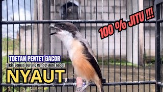 Download lagu cendet gacor TOET TOET HANDAL buat PANCINGAN CENDET AGAR BUNYI bikin BURUNG PENTET GACOR RAJIN BUNYI mp3