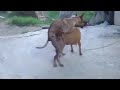DOG FUCKING HARD Mating