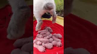 Download lagu How rabbits give birth | Cute baby rabbits #57 mp3
