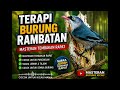 TERAPI BURUNG RAMBATAN MASTERAN TEMBAKAN RAPAT Suara Jernih Gacor Untuk Kicau Mania