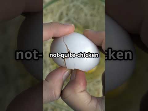 Chicken or Egg? Science Says One Thing – Philosophy Says Another!