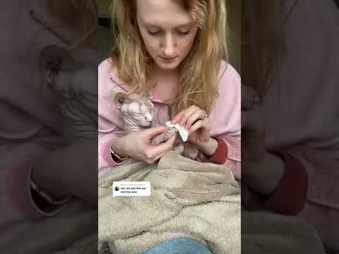 Cute Hairless Cats Cleaning The Ears