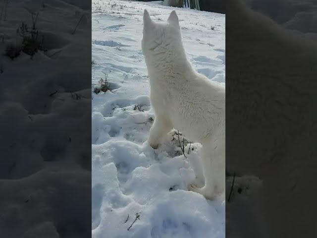 Siberian Husky welpen kaufen