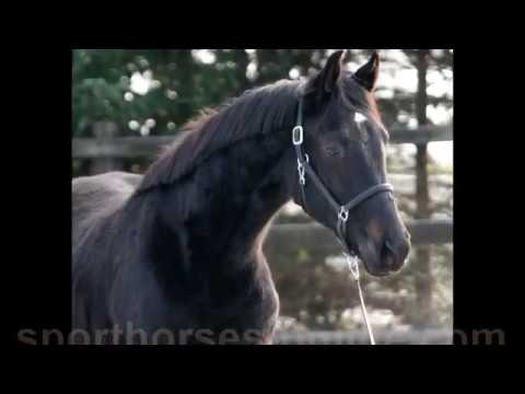 2017 black Hanoverian stallion 16.2 hh / 168 cm www.sporthorses-online.com
