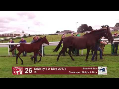 TBA Foal Show 2017 - Lot 26 - F17 - Telescope & Molly's A Diva