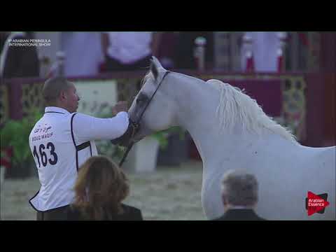N.163 DAGHSH AL SHAQAB - 2019 Qatar Int. Peninsula show - Stallions 11 Years old(Class 11-12)