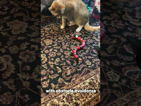 super cool robotic snake cat toy 🐱 #shorts