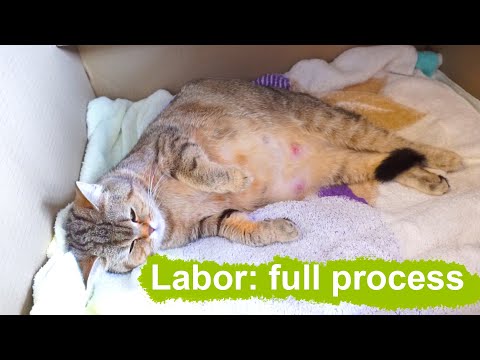 Cat gives birth - full video process
